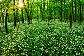 Bärlauchwald Schwäbische Alb von Jiri Viehmann