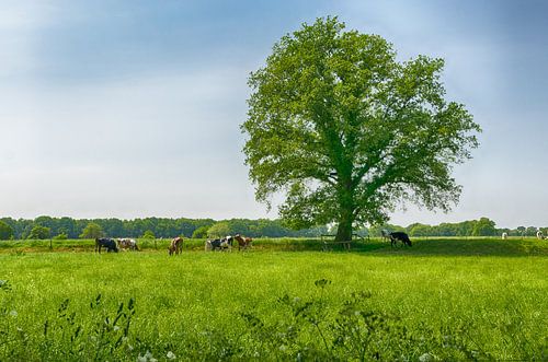 Bel arbre dans le pré
