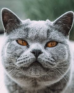Porträt von ein Katze von Karlijne Geudens