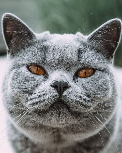 Cat portrait by Karlijne Geudens