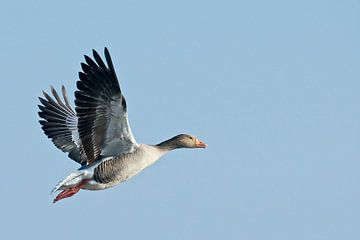 Vlucht van de Grauwe Gans by Harry Jamont