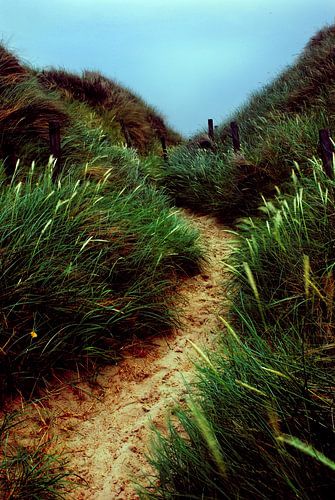 Through the dunes by Hannes Cmarits