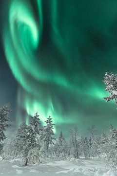 Aurore boréale sur la forêt | photographie de voyage | Saariselkä Laponie