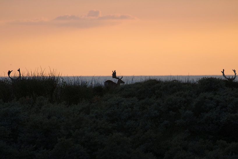 Damherten bij zonsondergang voor de kust van Anne Zwagers