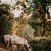 Drinkend Konik paard aan rivier in natuurgebied | Konikpaarden foto print van Yvette Baur
