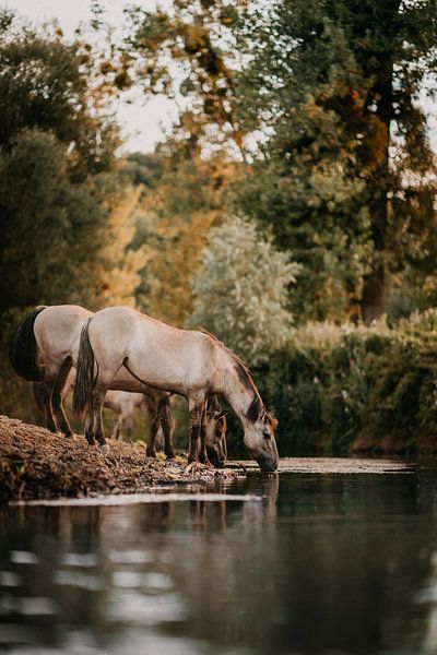 Drinkend Konik paard aan rivier in natuurgebied | Konikpaarden foto print van Yvette Baur