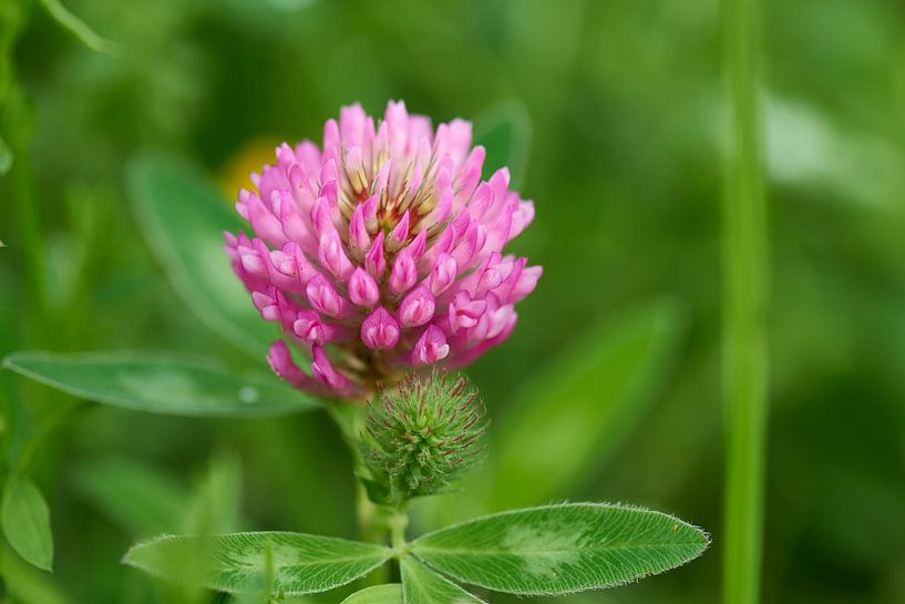 Weideklaver van Karin Jähne