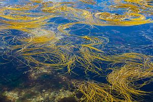 Seagrass
