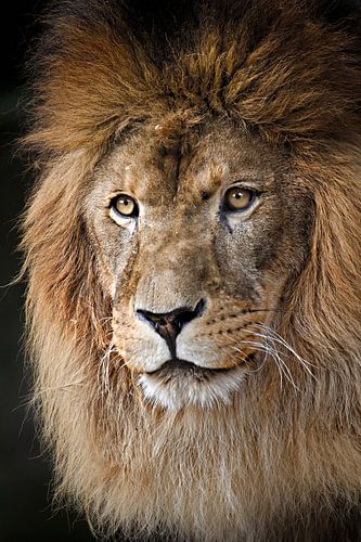 lion by Paul Jespers