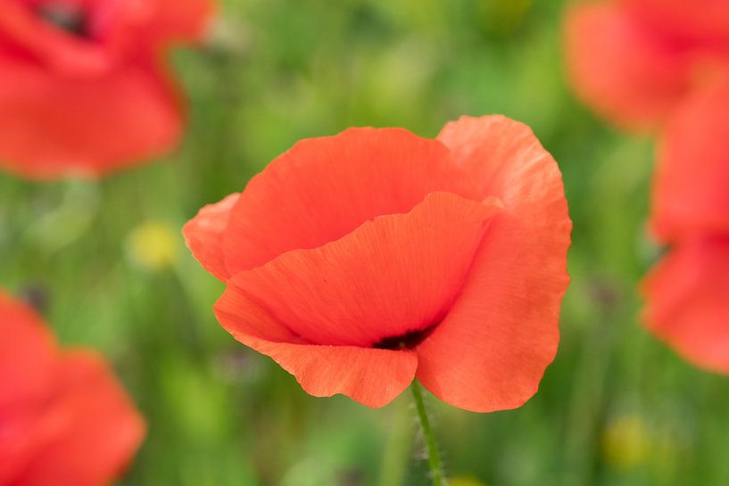 Poppy 'Radiantly Beautiful in the Field' by Ivonne Fuhren- van de Kerkhof