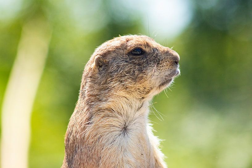 Der Rotterdamer Prariehund von Quintus Paul