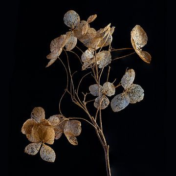 Branche d'hortensia