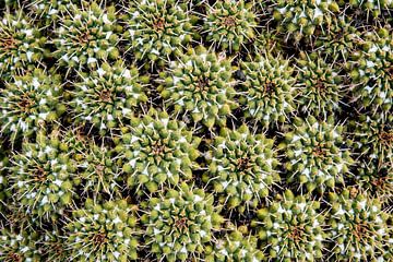 Een tapijt van cactussen