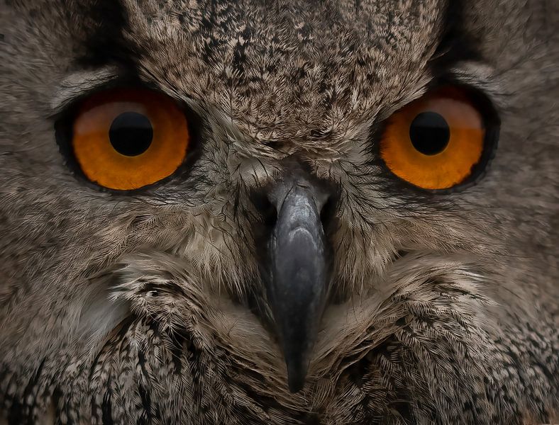 Les yeux de l'aigle par Marjolein van Middelkoop