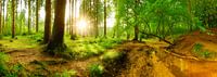Wunderschöne Natur