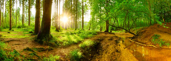 Une belle nature