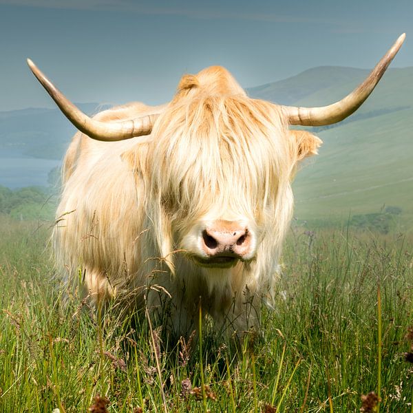 Scottish highlander by Gerard Wielenga