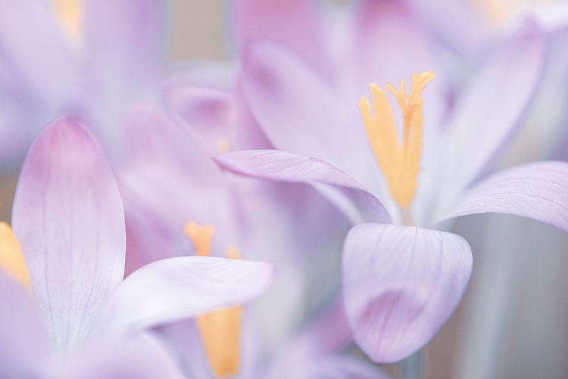 Tender spring by Daniela Beyer
