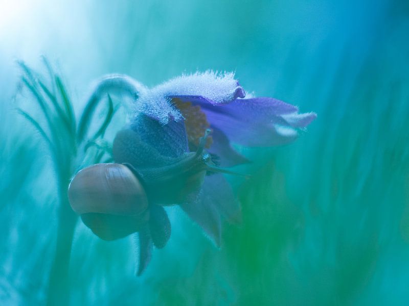 Schnecke und Blume von Mirakels Kiekje