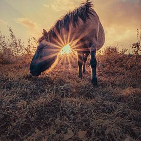 sunset horse van Carina Meijer ÇaVa Fotografie