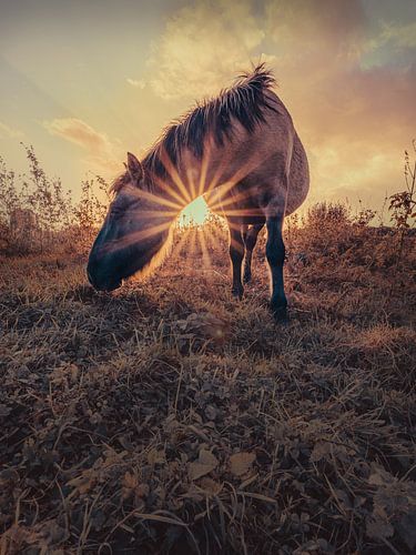 sunset horse by Carina Meijer ÇaVa Fotografie