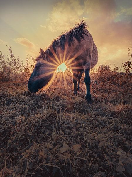 cheval du soleil couchant par Carina Meijer ÇaVa Fotografie
