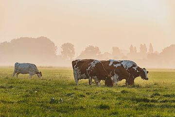 Koeien in een weiland tijdens een mistige zonsopgang van Sjoerd van der Wal