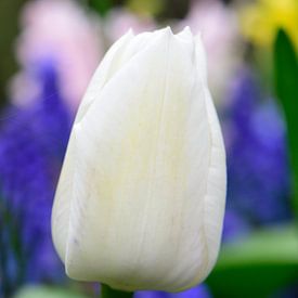 Eine weiße Tulpe zwischen Zwiebeln von Gerard de Zwaan