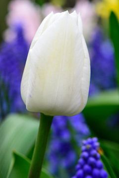 Een witte tulp tussen bloembollen van Gerard de Zwaan