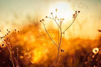 Glitzernder Sonnenuntergang