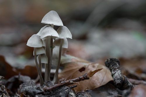 More ART In Nature - Forever Autumn