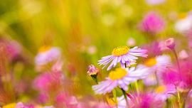 Flower Field by Gaby Kuipers