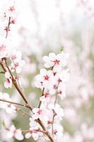 Bloesempracht I | Bloesem | Bloem | Roze | Lente | Natuur