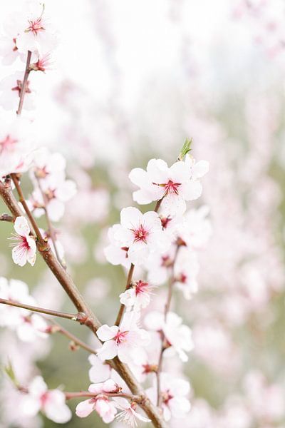 Blossom I | Blüte | Blume | Rosa | Frühling | Natur von Mirjam Broekhof