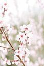 Blossom I | Blüte | Blume | Rosa | Frühling | Natur von Mirjam Broekhof Miniaturansicht