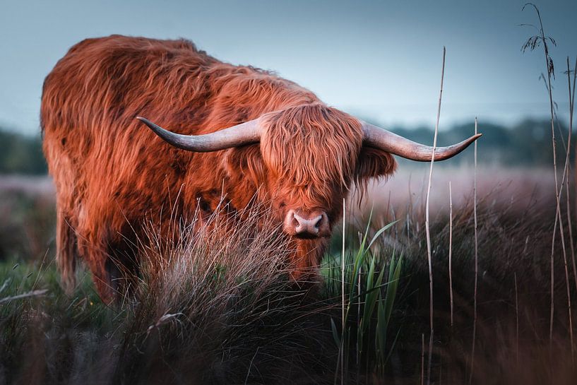 Schottischer Highlander Groningen von Harmen van der Vaart