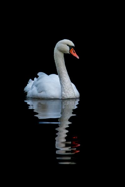 Swan by Roland Brack