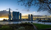 Skyline van Rotterdam vanaf Leuvehoofdpark van Ricardo Bouman thumbnail