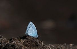 Blau von Merijn Loch