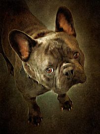 French Bulldog Brindle Colour by Dorothy Berry-Lound