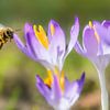 Une abeille en train de se poser sur une fleur de crocus violette sur ManfredFotos