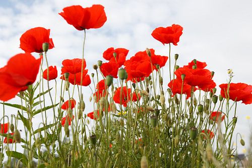 Rode klaprozen tegen een lichte wolkenlucht