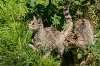 Wilde katten op jacht