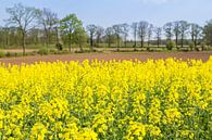 Flowering rapeseed field with hedgerows in Twente par Ben Schonewille Aperçu