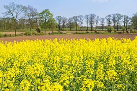 Flowering rapeseed field with hedgerows in Twente