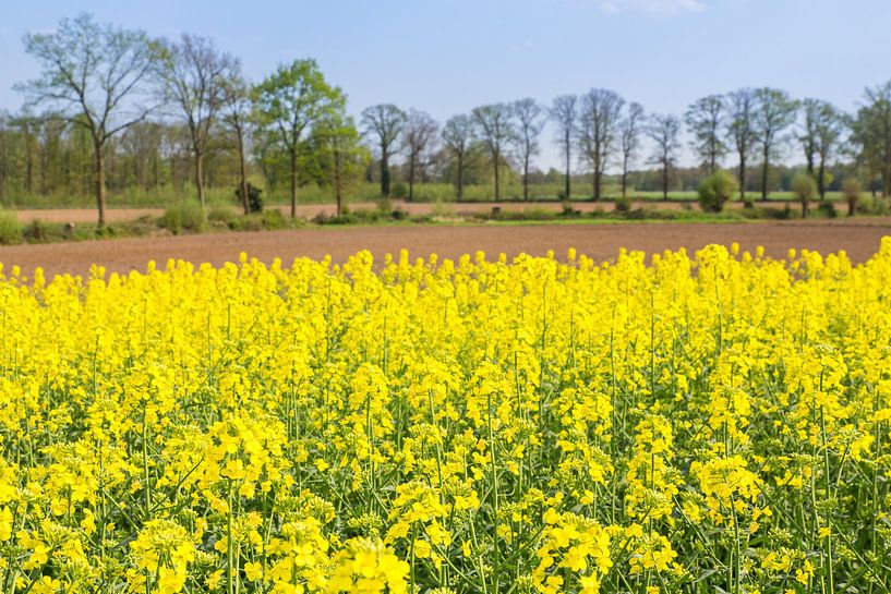 Koolzaadveld met houtwallen in Twente van Ben Schonewille