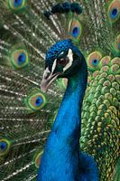 Blauwe pauw
