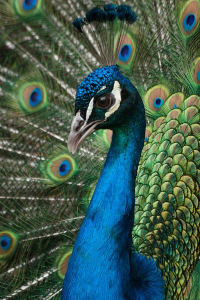 Blauwe pauw par Renate Peppenster