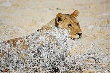 NAMIBIA ... The Lioness II von Meleah Fotografie