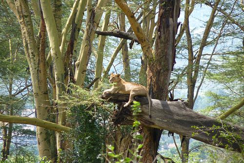 Leeuw in boom